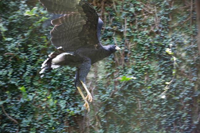 Imagem mostra gavião-preto voando, com as asas bem abertas e olhar para a direita da foto. Ao fundo, muro coberto de folhagens