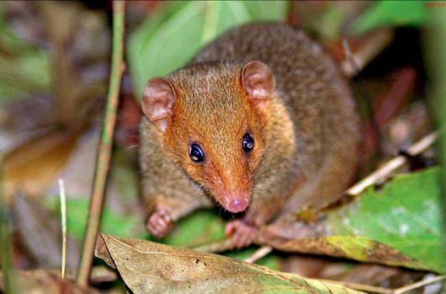 Imagem mostra pequeno animalzinho, que parece um ratinho, mas é um marsupial. Ele tem coloração amarronzada e está no meio de folhagens