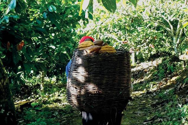 Transporte dos frutos: em cesto de cipó, o caçuá