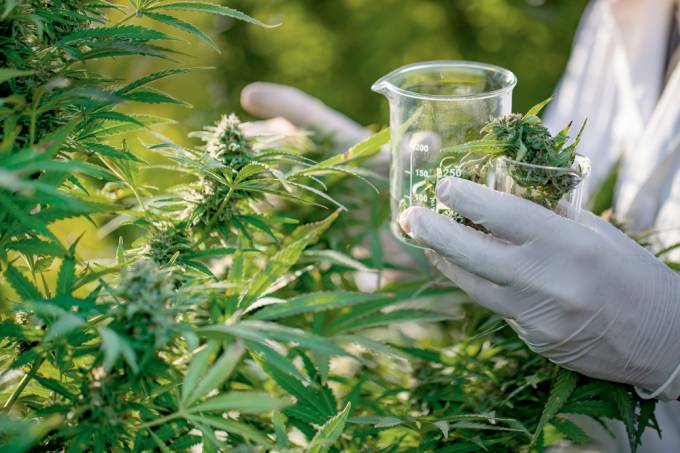 Researcher Taking a Few Cannabis Buds for Scientific Experiment