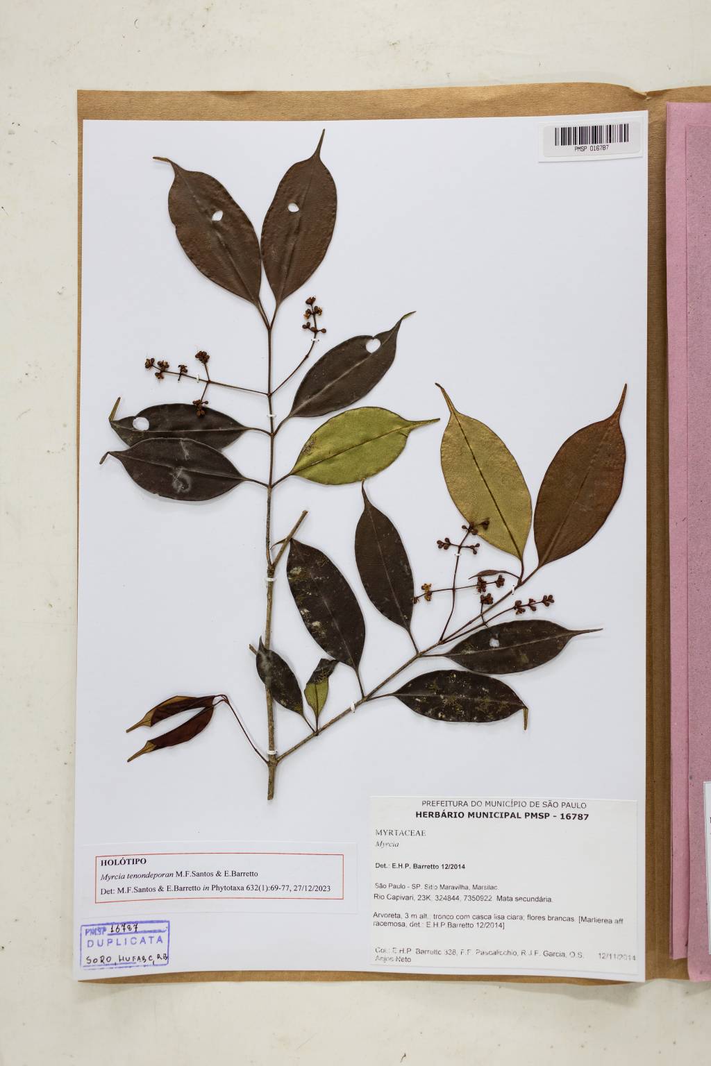 myrcia-tenondeporan-nova-espécie-árvore-sp