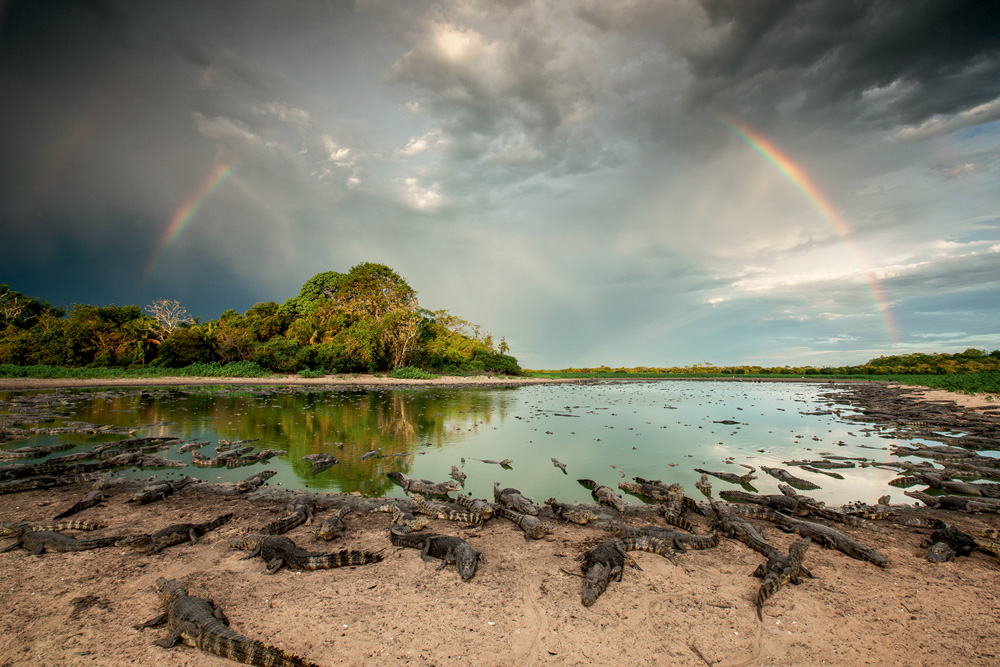 Fotografia de Luciano Candisani: jacarés à beira do rio no Pantanal
