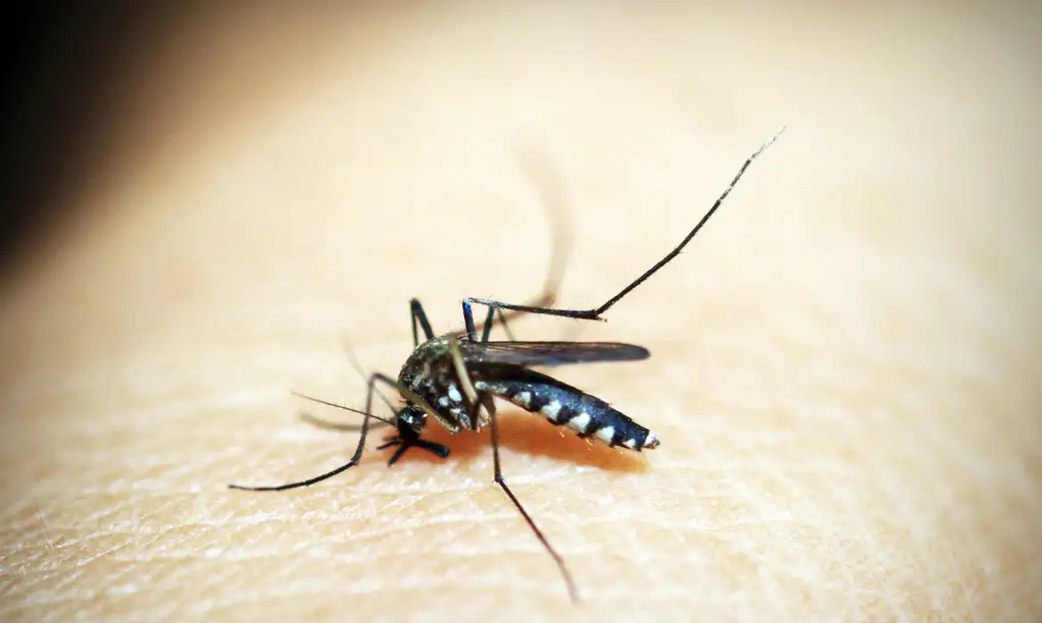 dengue-doença