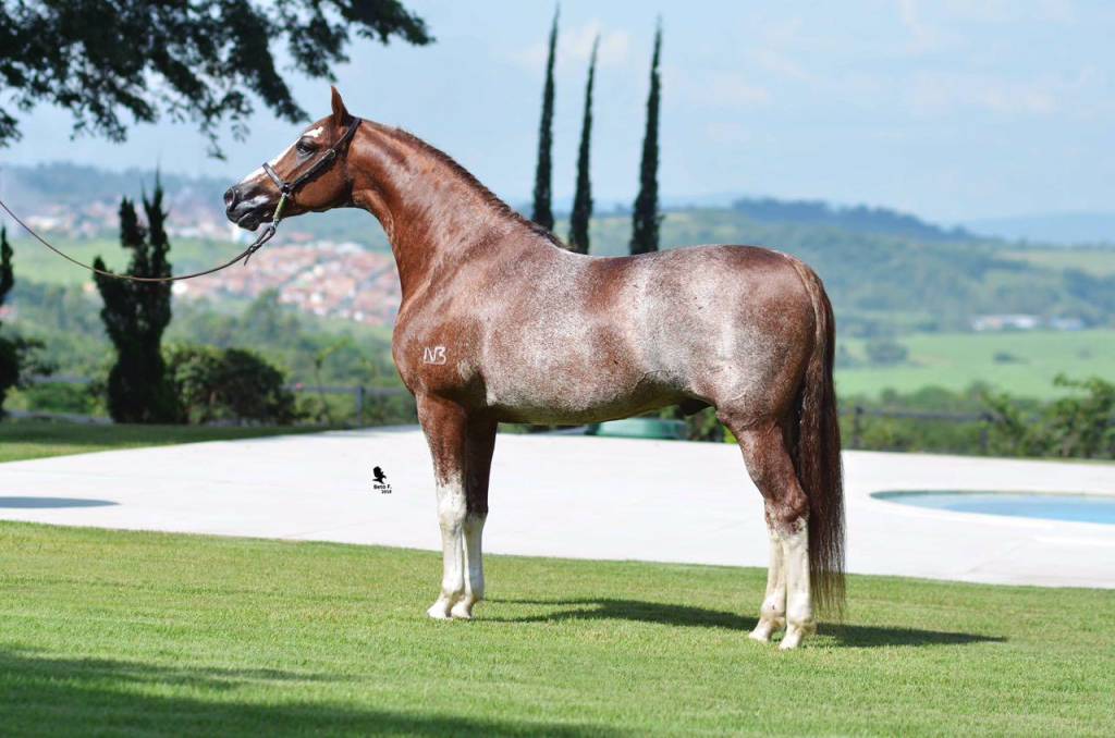 ABCCRM-Crédito ACERVO FOTOGRÁFICO ABCCRM-DIVULGAÇÃO (7) Cavalo marrom em gramado