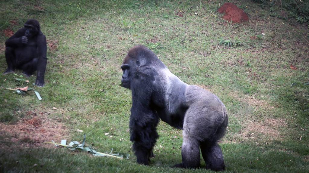 Gorila na grama
