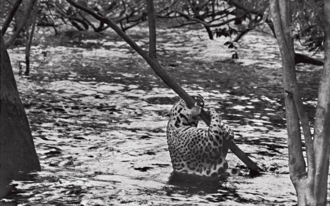 Araquém Alcântara araquem-alcântara-retrospectiva