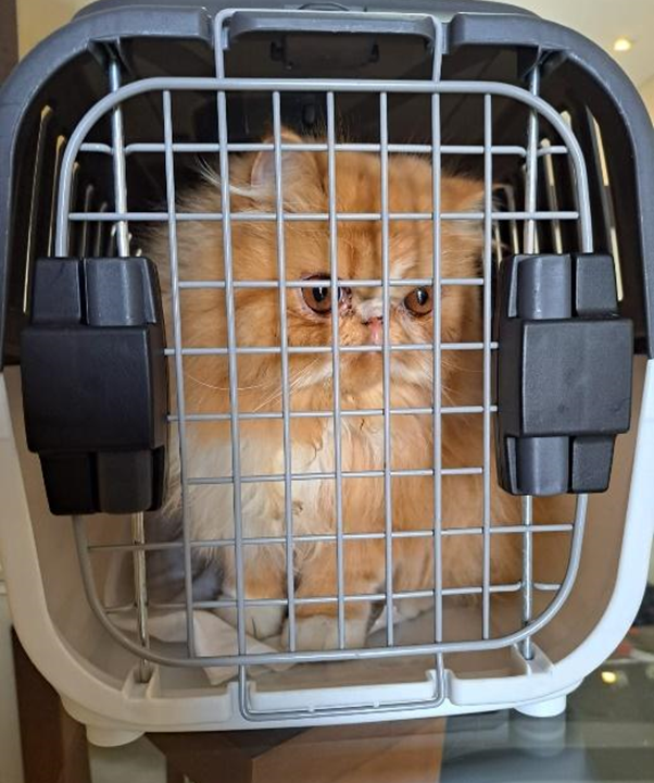 Transporte de pets no metrô de SP tem regras