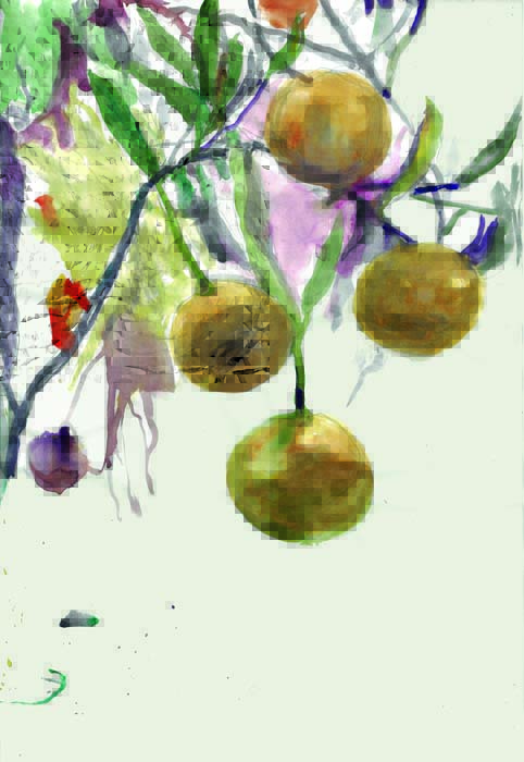Mixiricas Aquarela-dudi-maia