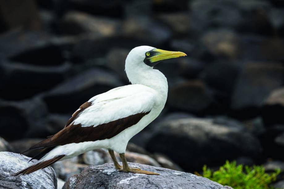 O atobá-branco: ave de Abrolhos