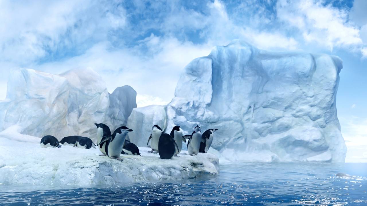 Pinguins em geleira