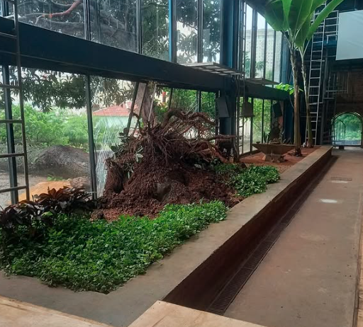 Árvore histórica do Teatro Oficina cai por conta das chuvas que atingiram SP