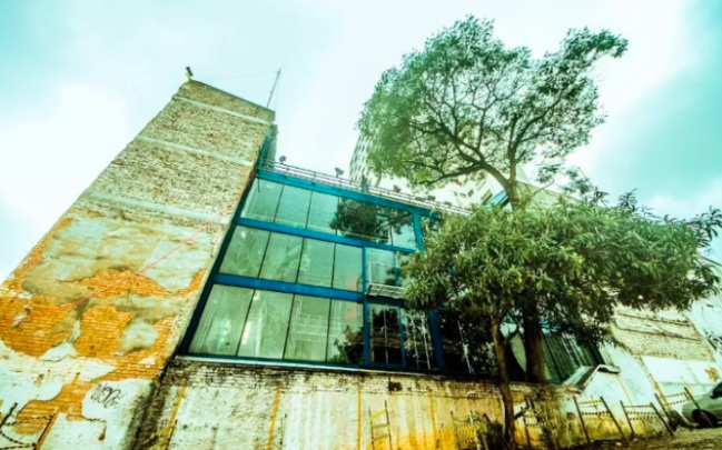 árvore oficina Árvore de cesalpina que caiu no Teatro Oficina
