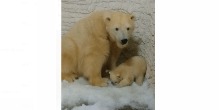 Aquário de São Paulo fará apresentação da ursa-polar Nur na quinta-feira (27)