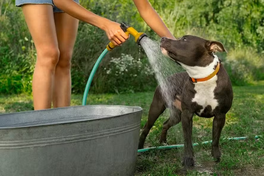 Como proteger seu pet do calor intenso de São Paulo