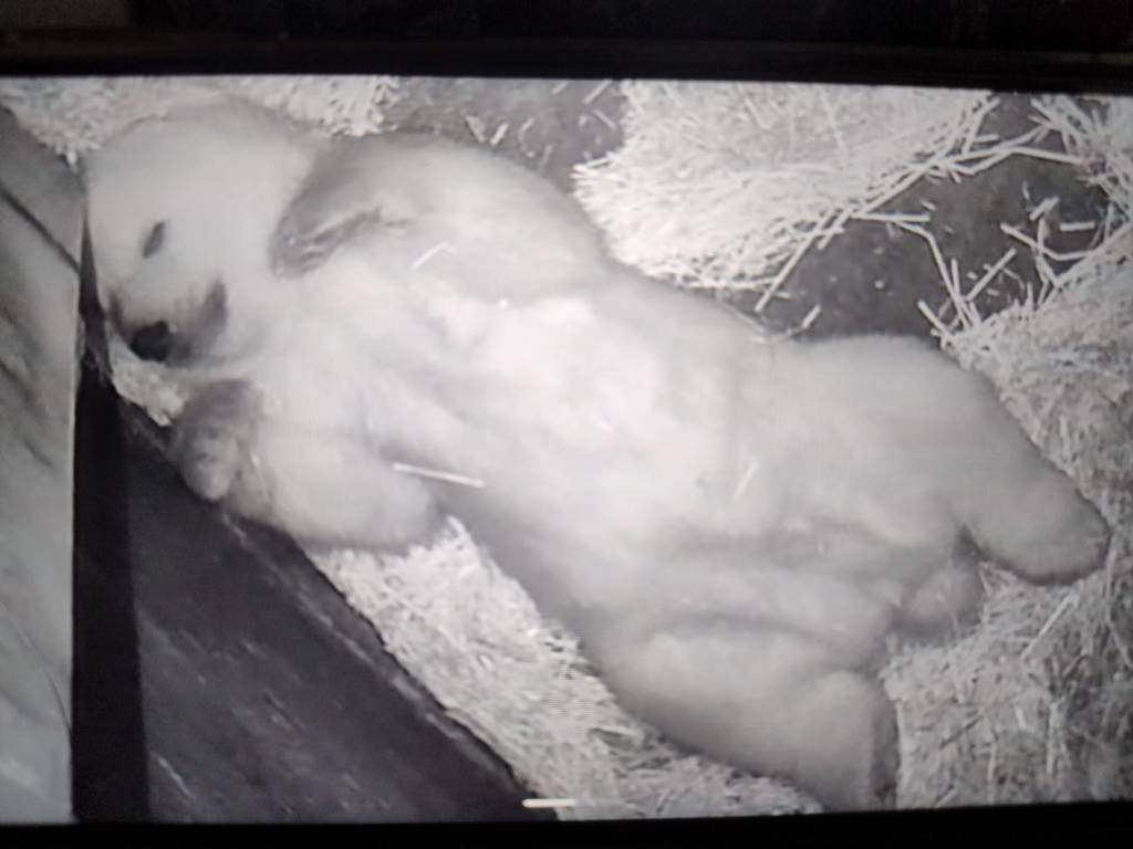 Nasce o primeiro urso-polar da América Latina no Aquário de São Paulo