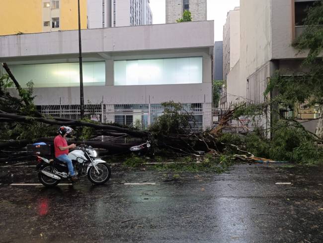 Árvore caída em Higienópolis