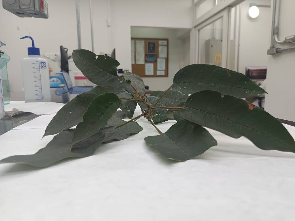 Pesquisa aponta seis espécies da Mata Atlântica potencialmente tolerantes às mudanças climáticas