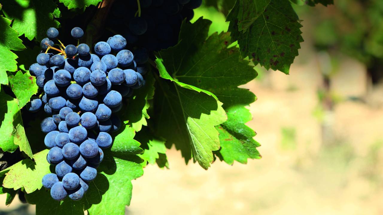 Malbec - Vinhos