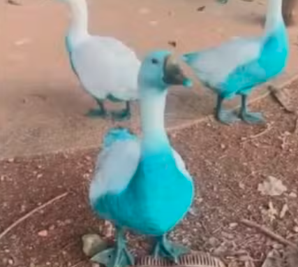 Patos e gansos ficaram azuis em Jundiaí
