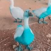 Patos e gansos ficaram azuis em Jundiaí