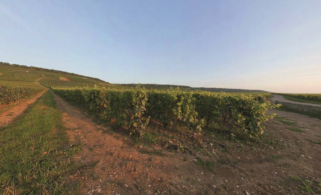 Rótulos orgânicos e biodinâmicos ganham espaço no mercado de vinhos