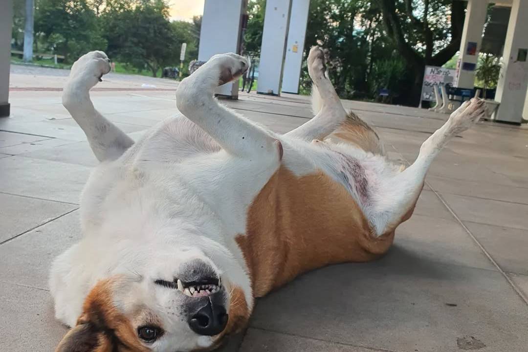 silveira-cachorro-ufsm