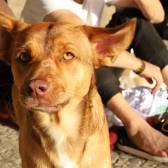 Cães em situação de rua receberão agasalhos no frio