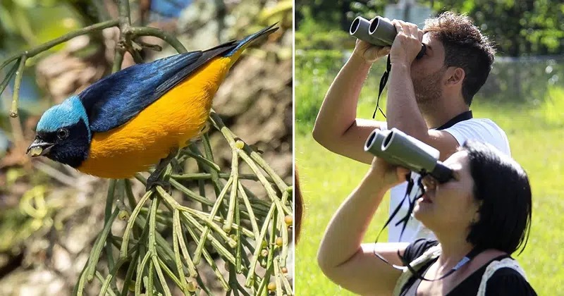 Observação de pássaros pode ser praticada em diferentes municípios paulistas