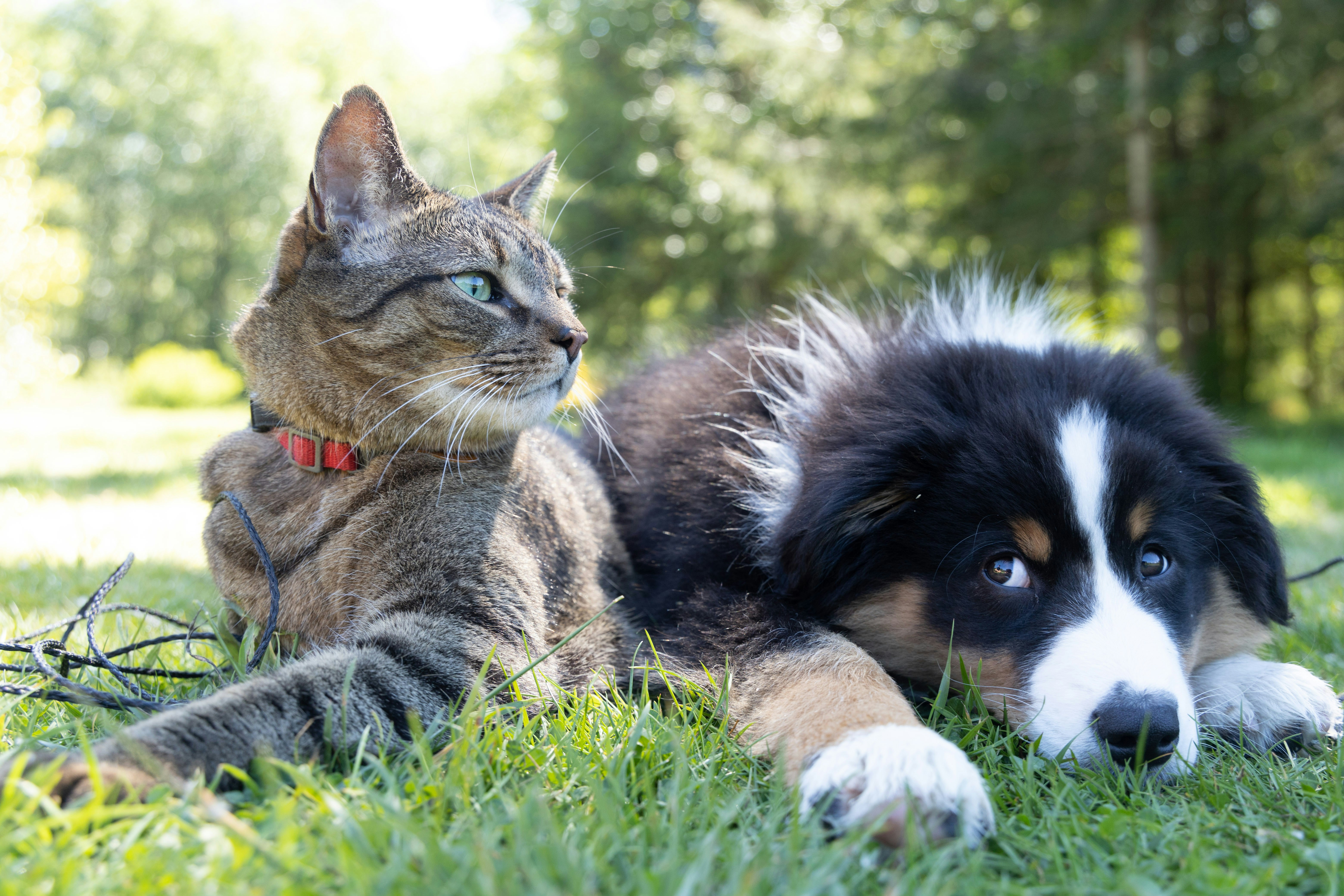 andrew-s-ouo1hbizWwo-unsplash Projeto de lei proíbe acorrentamento de cães e gatos