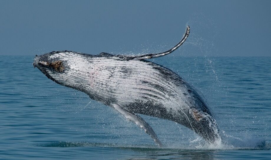 Temporada de baleias: veja onde observa-las, no litoral norte de SP