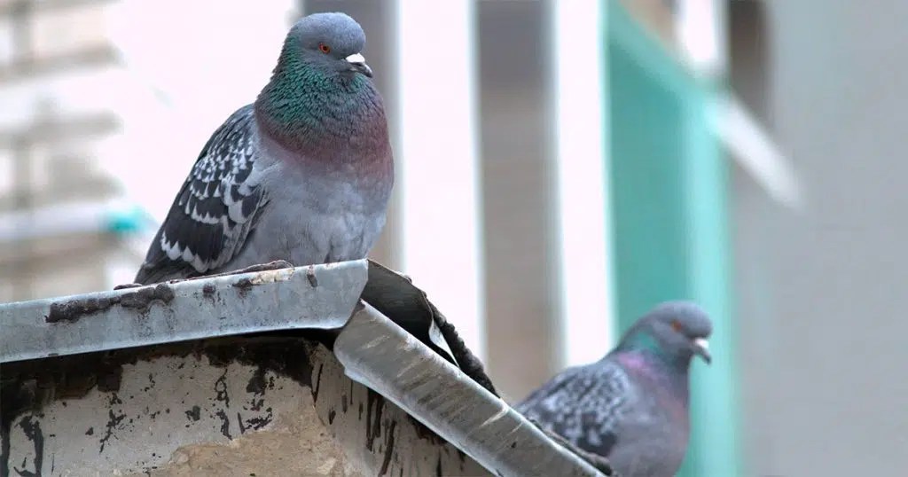 Pombos são espécies invasoras