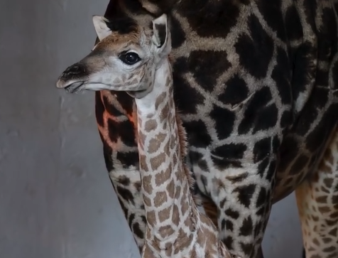 bebe-girafa-zoologico-de-sao-paulo