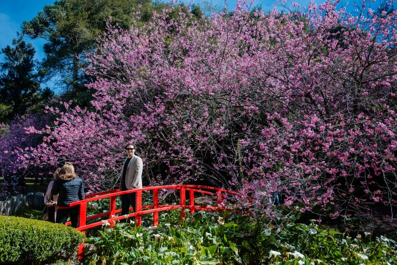 Festa da Cerejeira em Flor começa no dia 26 em Campos do Jordão