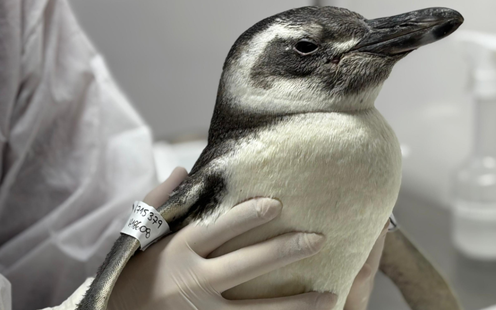 Em quatro dias, 65 pinguins são encontrados mortos no litoral de SP