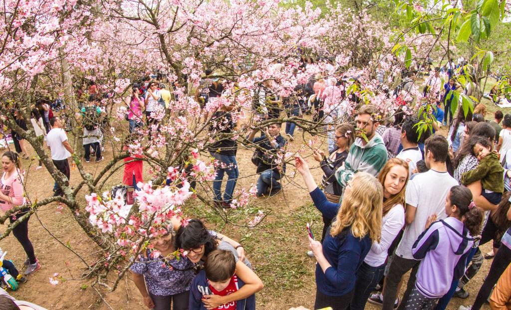 Festa das Cerejeiras de 2025 bate recorde de público com mais de um milhão de visitantes