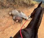 Cavalo mutilado Bananal