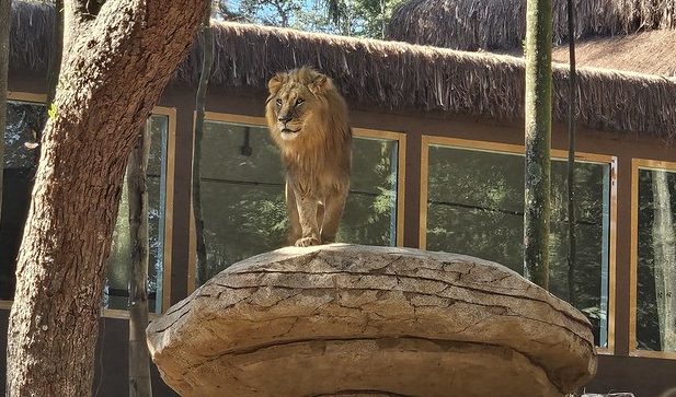 54673351887_c4e9e10e29_c simba-safari
