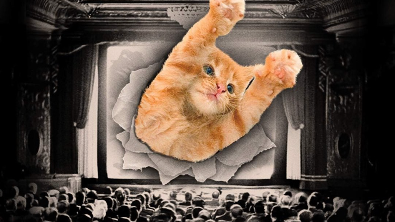 cat-video-fest
