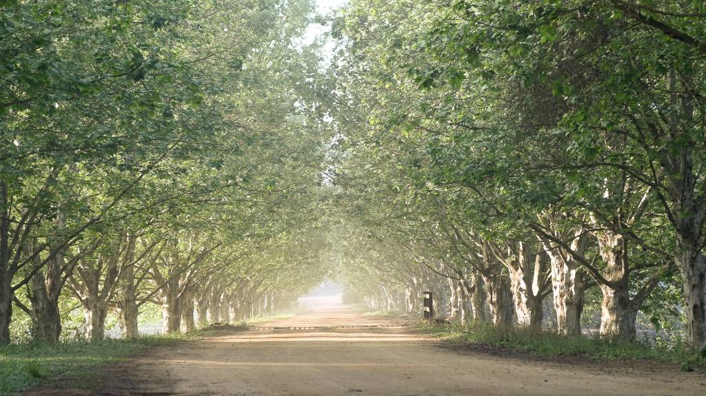 Caminho com árvores nas laterais