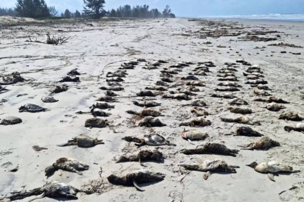Encalhe em massa: litoral de SP registra morte de mais de 800 pinguins