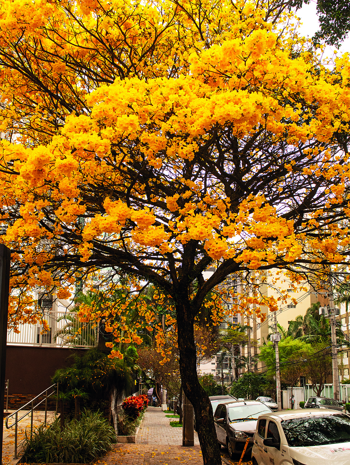 DSC_1430 Confira fotos da florada dos ipês em São Paulo