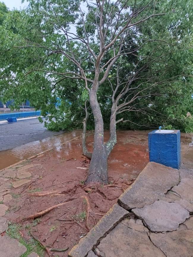 queda-arvore-zona-norte