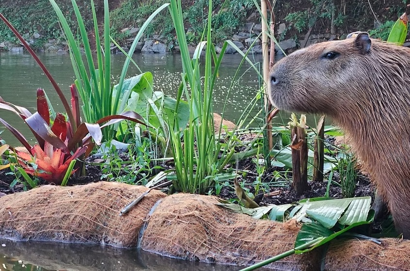 Ilhas flutuantes, com função ambiental, são instaladas na raia olímpica da USP