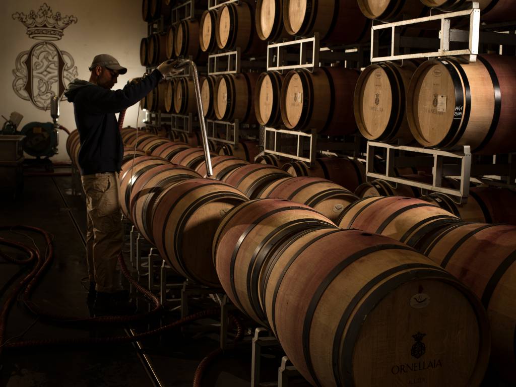 Tanyno Importadora: curadoria, autenticidade e experiências no mundo do vinho