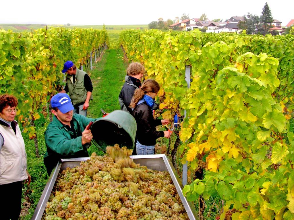 Weinkeller leva essência dos vinhos alemães ao Wine Fest 2025
