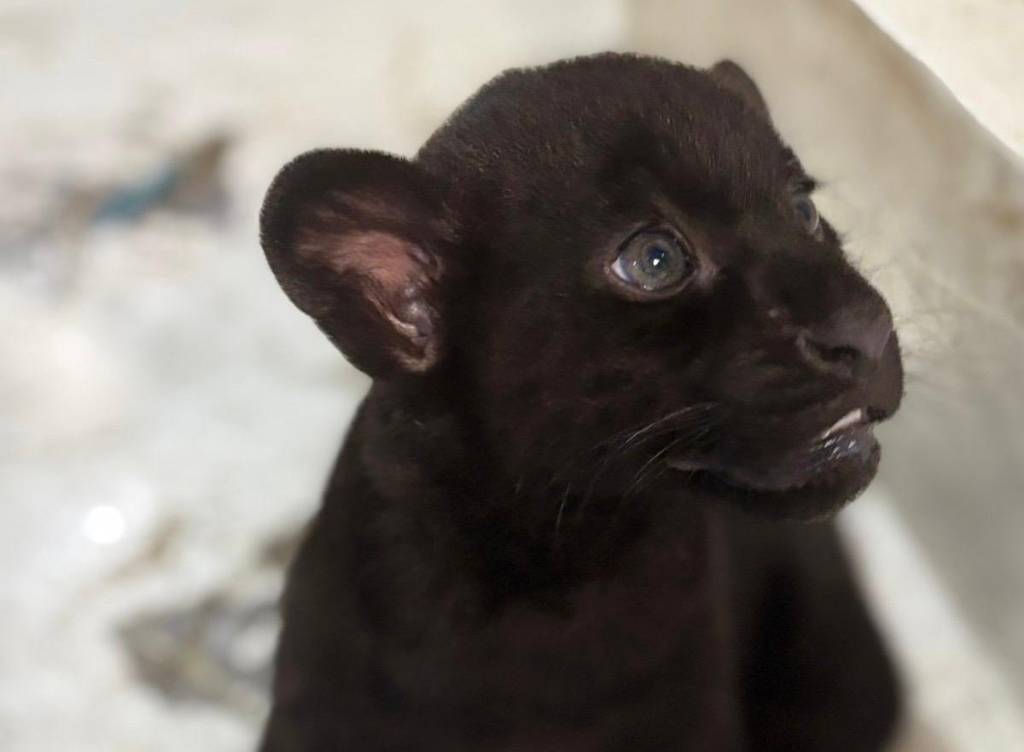 Filhotes de onça-pintada com variação genética rara nascem em SP; Veja fotos
