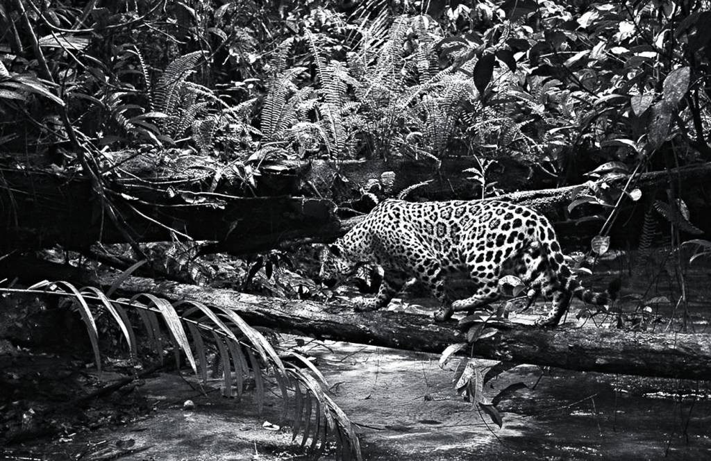 produtos-marcas-indigenas