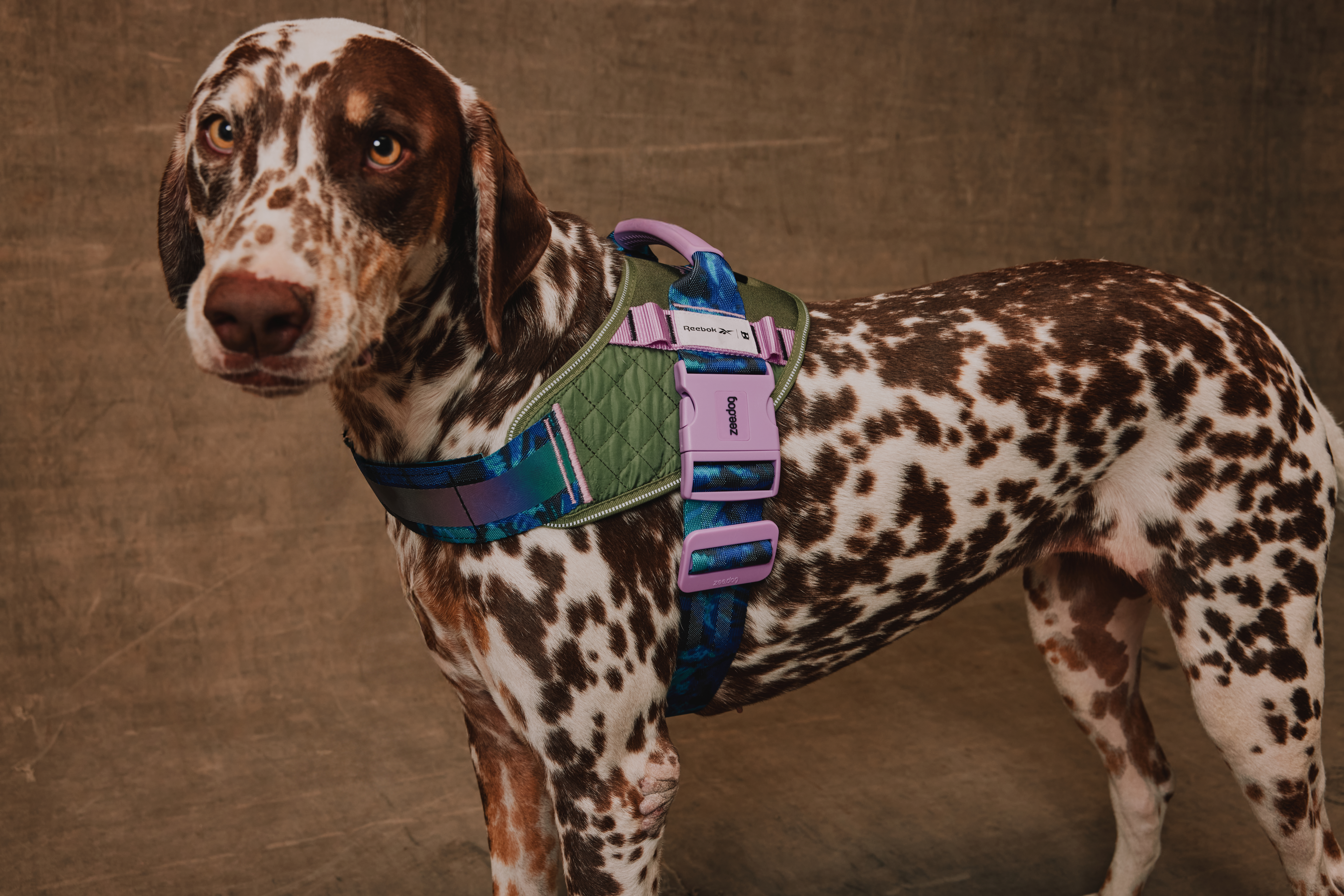 Collab Zee.Dog e Reebok