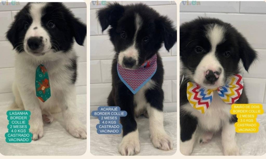 Baião de Dois, o cãozinho levado de petshop dos Jardins, é resgatado em Campos do Jordão