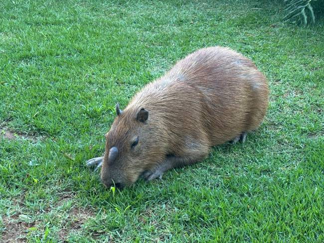 Capivara